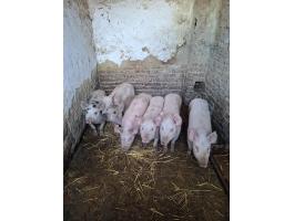 Eladó választási malacok