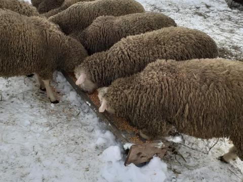 Ile de France kosok eladók