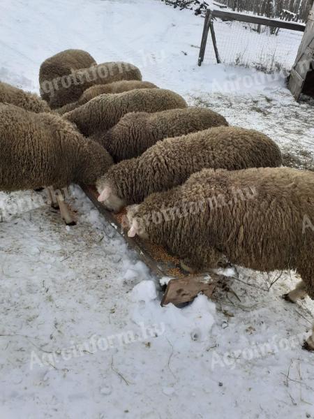 Ile de France kosok eladók