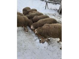 Ile de France kosok eladók