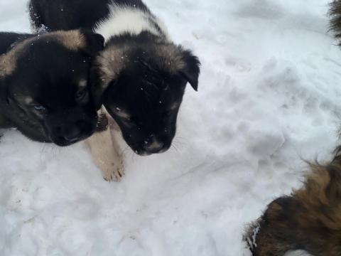 Ingyen elvihető kaukázusi jellegű kiskutyák