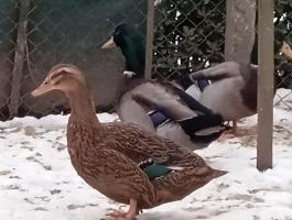 Roueni kacsa – eladó párok Pápán