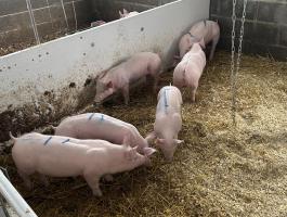 Hypor Maxter malacok eladóak. 30-40 kilósok 9 db