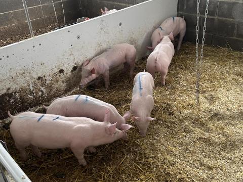 Hypor Maxter malacok eladóak. 30-40 kilósok 9 db