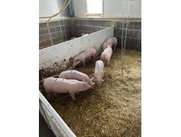 Hypor Maxter malacok eladóak. 30-40 kilósok 9 db