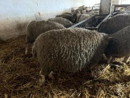 Ile de France juh birka