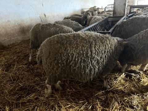 Ile de France juh birka