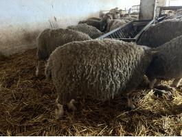 Ile de France juh birka