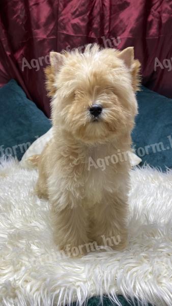 Golddust Yorkshire Terrier kiskutya eladó