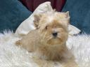 Golddust Yorkshire Terrier kiskutya eladó