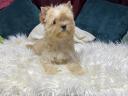 Golddust Yorkshire Terrier kiskutya eladó