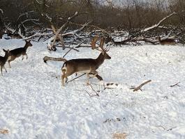 Dám szarvas eladó hivatalos vadfarmról