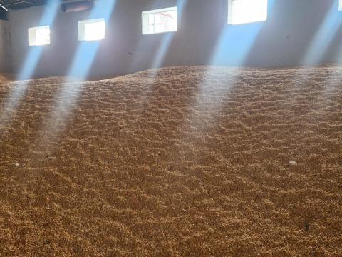 SGS minősítéssel rendelkező kukorica eladó