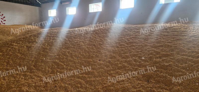 SGS minősítéssel rendelkező kukorica eladó