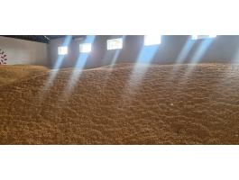 SGS minősítéssel rendelkező kukorica eladó