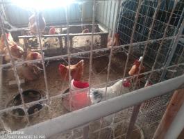 Eladó 2 éves tyúkok