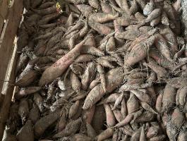 Eladó takarmányrépa