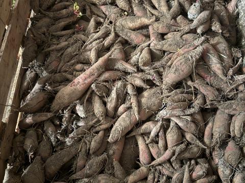 Eladó takarmányrépa