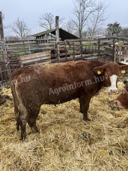 8126 Sárszentágota