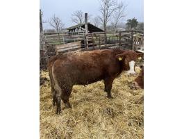 8126 Sárszentágota