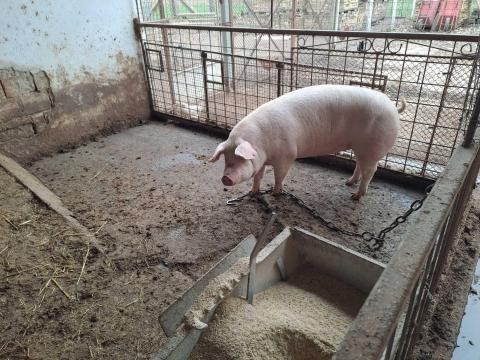 Hízó, disznó, sertés, háztáji nevelésből