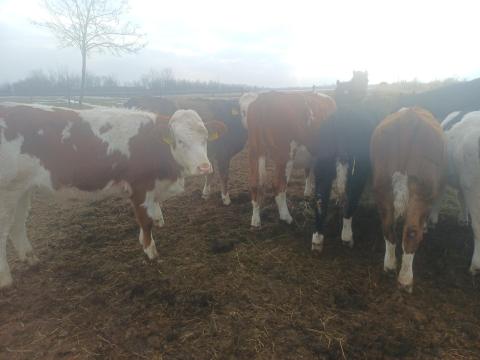 Hús típusú üszők