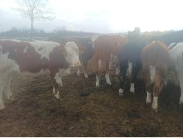 Hús típusú üszők