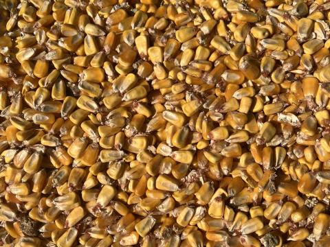 Kasi morzsolt tengeri eladó