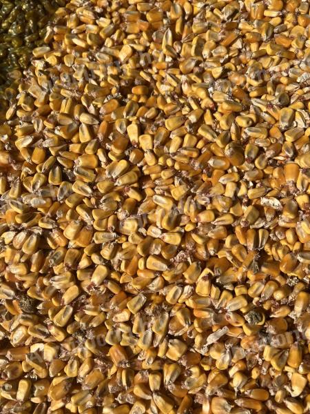 Kasi morzsolt tengeri eladó