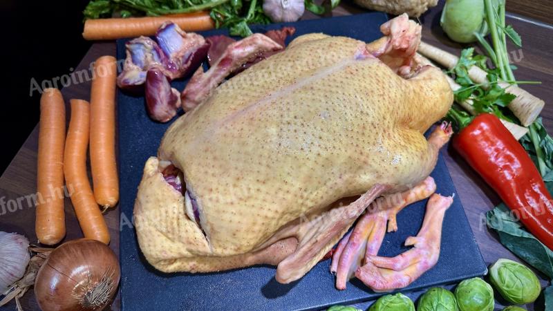 Tanyasi szárnyasokat vásárolnék