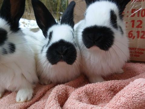 Német óriás nyuszik