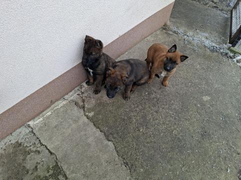 Belga juhász jellegű