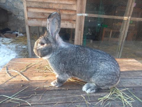 Nagy csincsilla nyúl, nyulak