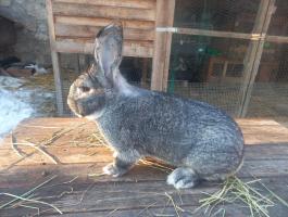 Nagycsincsilla nyúl,  nyulak