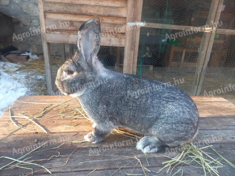 Nagycsincsilla nyúl,  nyulak