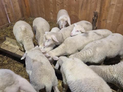 Landschaf merino bárányok eladók törzskönyves tenyészetből