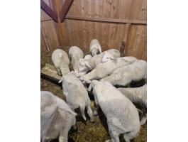 Landschaf merino bárányok eladók törzskönyves tenyészetből