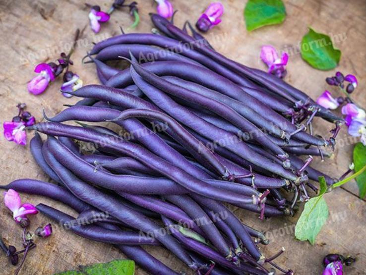 Lila futóbab és bokorbab mag eladó