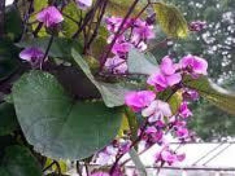 Jácintbab futó Jácintbab futó