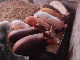 9 db választási malac eladó