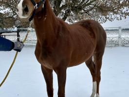Eladó angol telivér mén csikó