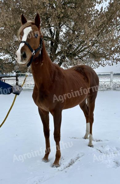 Eladó angol telivér mén csikó