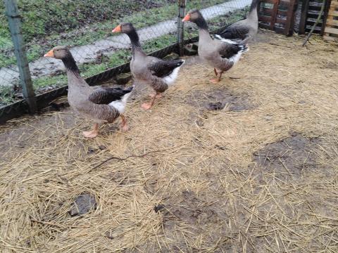 Szürke liba eladó Szürke liba eladó