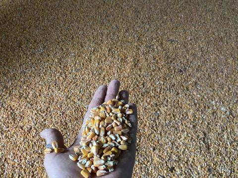 Eladó takarmány kukorica