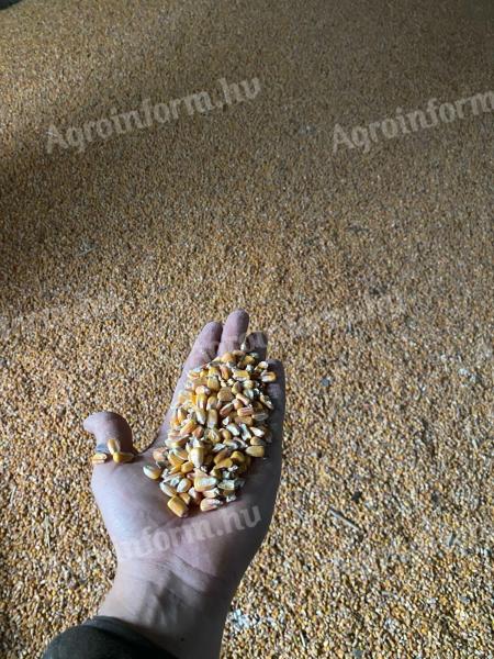 Eladó takarmány kukorica
