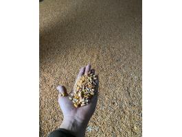 Eladó takarmány kukorica