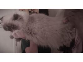 Törzskönyvezett, hatalmas növésű Himalája perzsa nővendék cica eladó