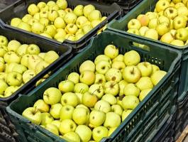 Eladó ipari vagy cefre alma