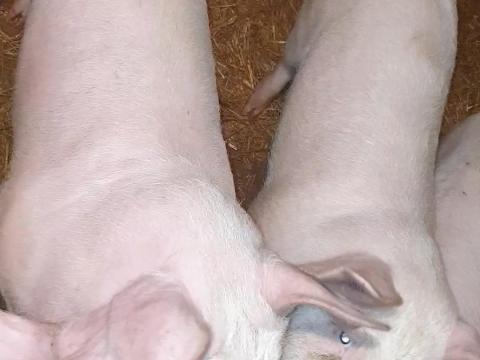 Eladó 5 db szép süldő