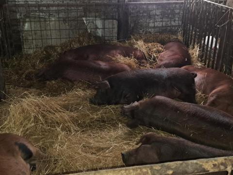 Eladó 5 db Duroc hízó,  190-210 kg között